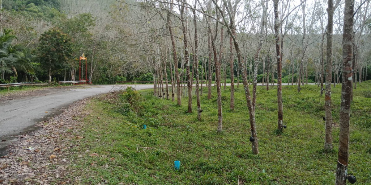 รูป ขายที่ดินสวนยาง สายปลักชุมแสง นาหม่อม บ้านพรุ - รูปที่ 1/3