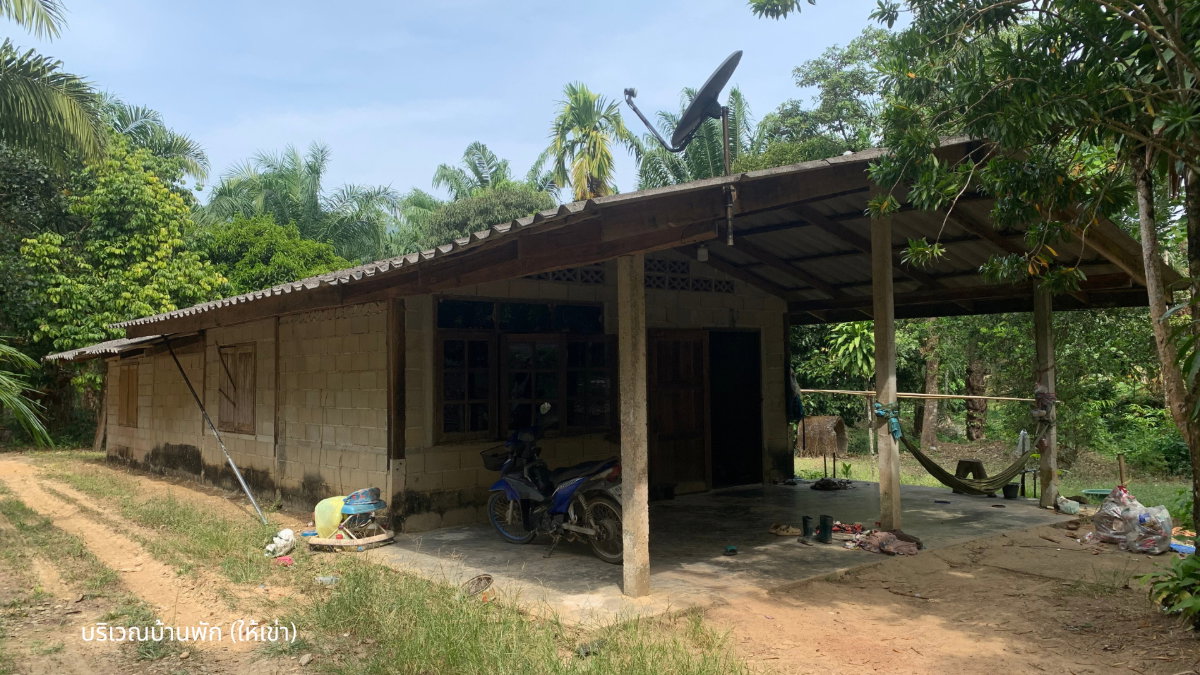 รูป ขายที่ดินพร้อมสวนปาล์มและสวนยางพารา เนื้อที่รวม 52 ไร่ อำเภอกะเปอร์ จังหวัดระนอง - รูปที่ 7/7