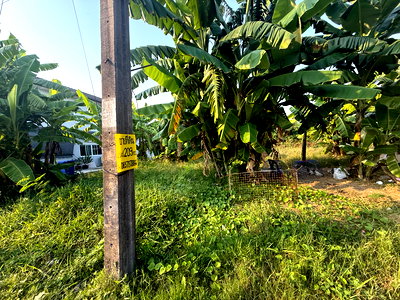 ที่ดิน เขตประเวศ : ขายที่ดินถมแล้ว 209 ตารางวา เฉลิมพระเกียรติ ร.9 ซอย 65