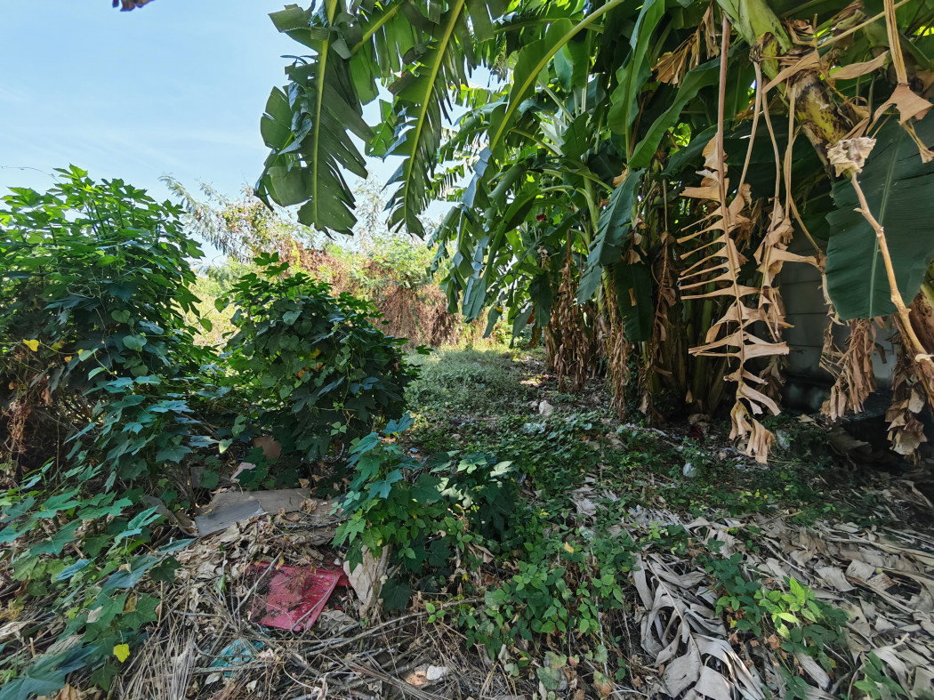 รูป ให้ เช่า ที่ดิน 5-2-42.9 ไร่ บางไผ่ ซ.7 นนทบุรี ใกล้วัดทองนาปรัง เหมาะทำโกดัง คลังสินค้า - รูปที่ 6/12