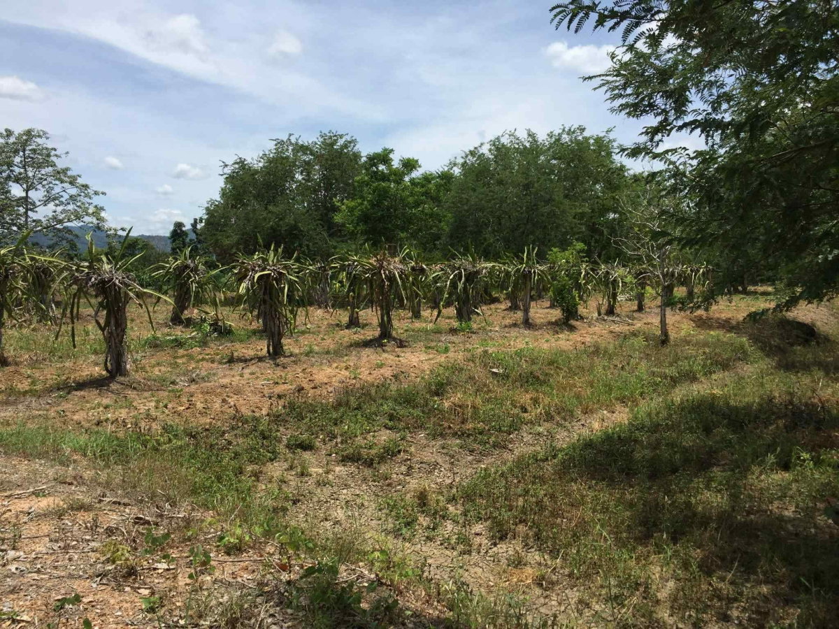 รูป ขายที่ดินเทืองเพชรบูรณ์ที่ดินทำเลดีที่ดินเก็งกำไร - รูปที่ 2/11