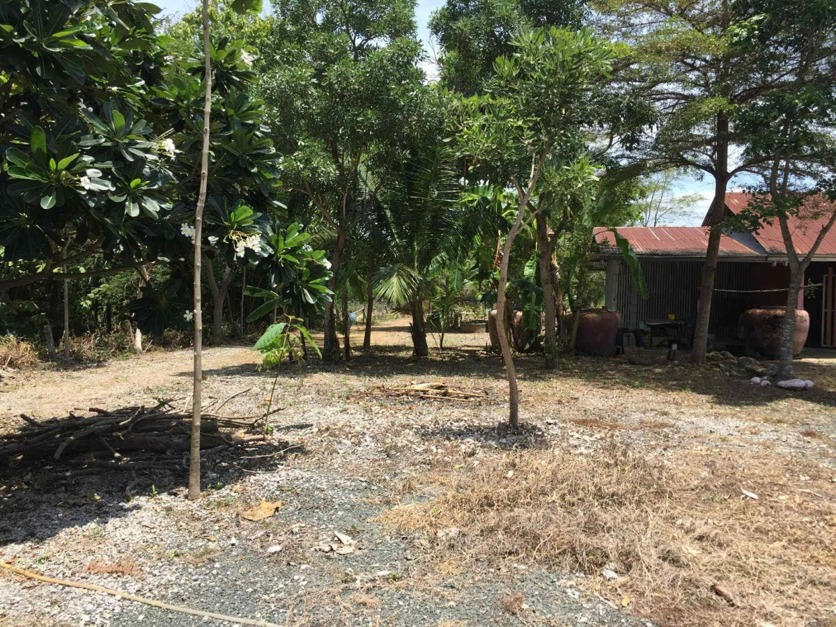 รูป ขายที่ดินเทืองเพชรบูรณ์ที่ดินทำเลดีที่ดินเก็งกำไร - รูปที่ 11/11