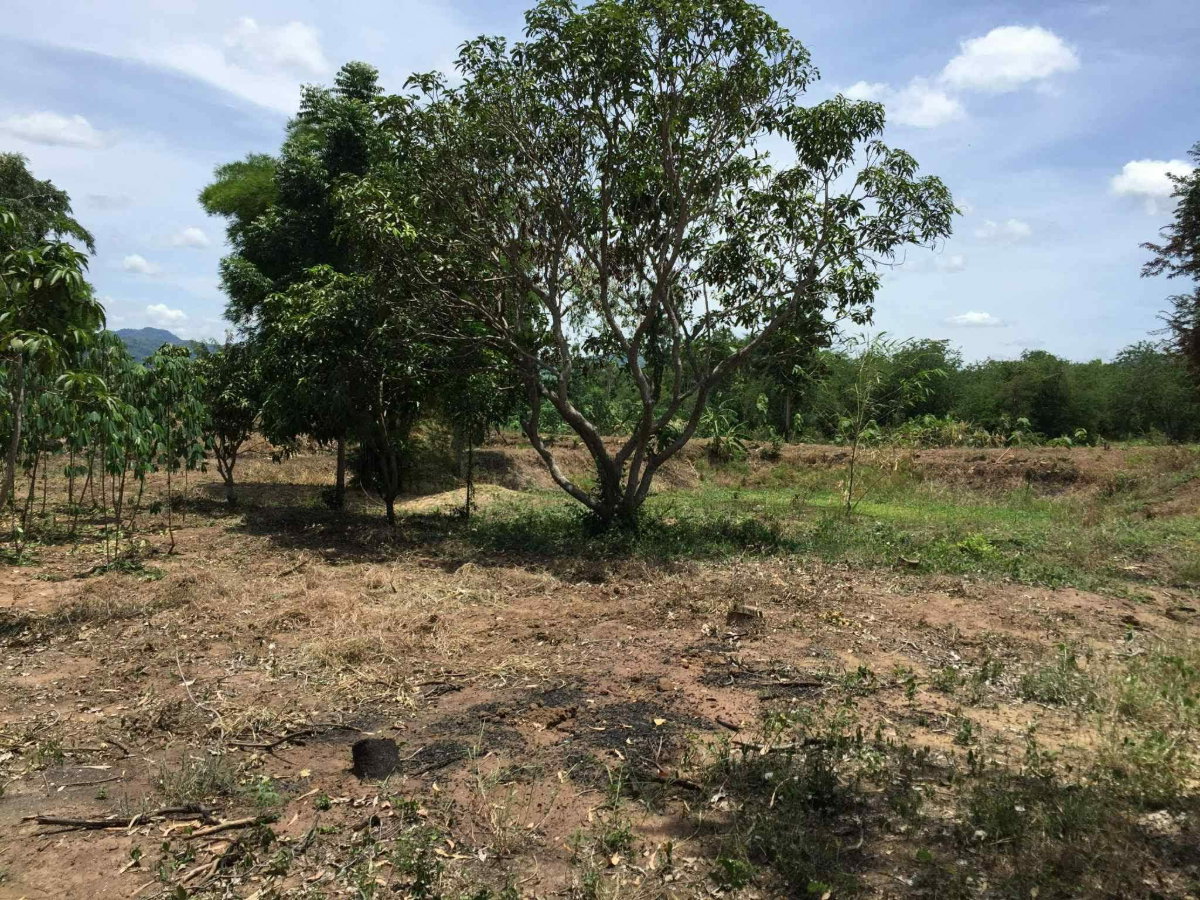 รูป ขายที่ดินเทืองเพชรบูรณ์ที่ดินทำเลดีที่ดินเก็งกำไร - รูปที่ 8/11