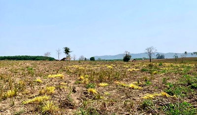 Land for sale Wieng Chiang Rung Chiang Rai : Land for sale, 100 rai, Wiang Chiang Rung District, Chiang Rai Provinc