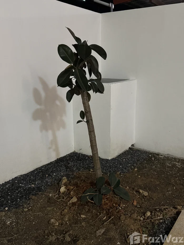 รูป บ้านเดี่ยวให้เช่า 3 ห้องนอน ใน ตลิ่งงาม, สุราษฎร์ธานี 6102581 - รูปที่ 18/23