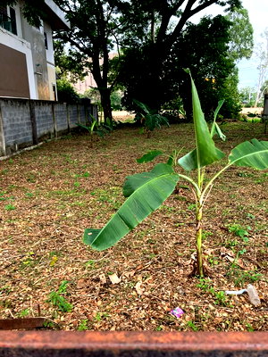 ที่ดิน พรอมเมนาดา เชียงใหม่ : ขายที่ดินตำบลท่าศาลาติดถนนโฉนดพร้อมโอน