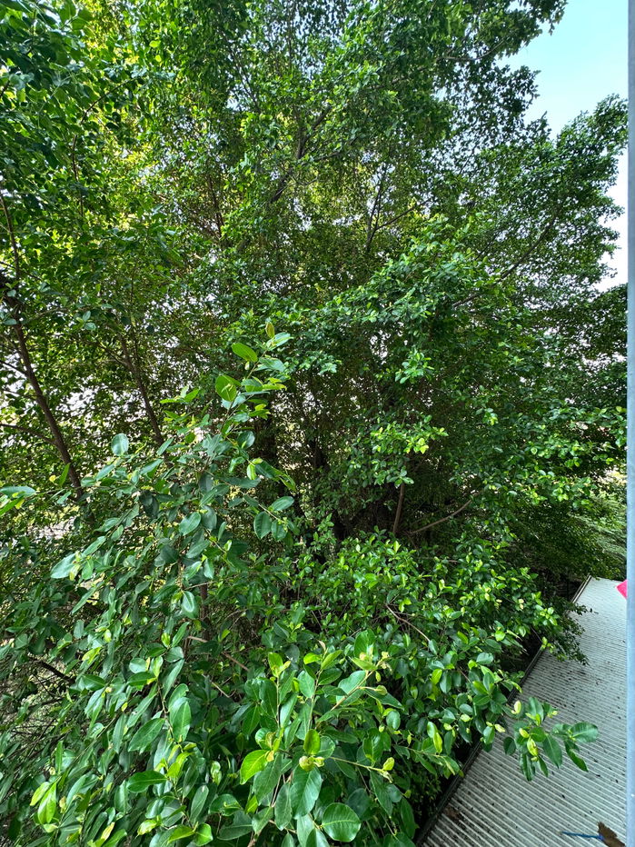 รูป เดอะ คิทท์ พลัส สุขุมวิท 113 ใกล้ห้างอิมพีเรียลสำโรง ใกล้บีทีเอสสำโรง 1 ห้องนอน ครัวปิด - รูปที่ 17/17