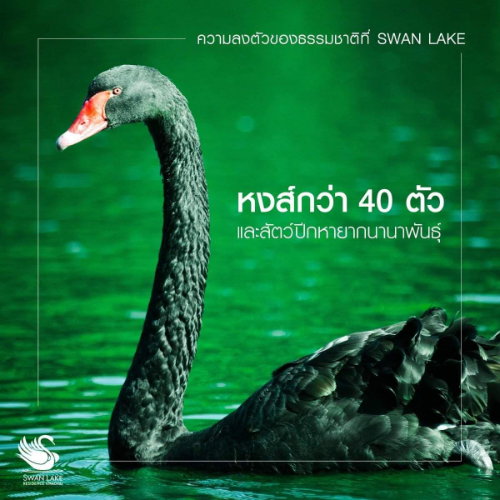 รูป ขายคอนโด Swan Lake Residences เขาใหญ่ Tel.0999983897 - รูปที่ 38/44