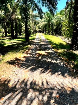 ที่ดิน สุราษฎร์ธานี : ที่ดินสำหรับปล่อยขาย 233,600 ตารางเมตร แถว ใน สินเจริญ (ID 2640314)