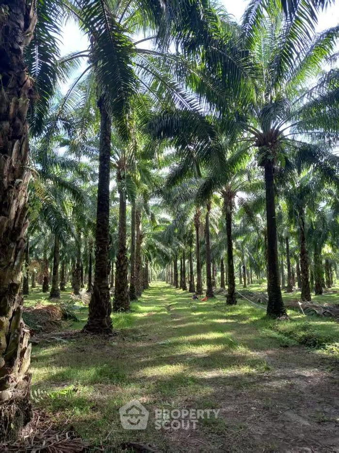 รูป ที่ดินสำหรับปล่อยขาย 233,600 ตารางเมตร แถว ใน สินเจริญ (ID 2640314) - รูปที่ 4/7