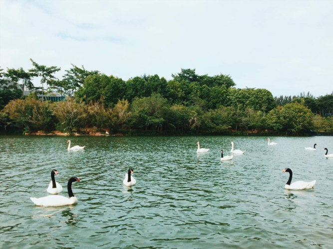 รูป ขายคอนโด Swan Lake Residences เขาใหญ่ Tel.0999983897 - รูปที่ 39/44