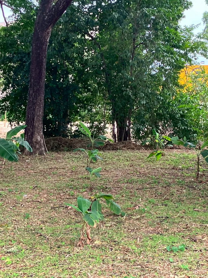 รูป ขายที่ดินตำบลท่าศาลาติดถนนโฉนดพร้อมโอน - รูปที่ 4/5