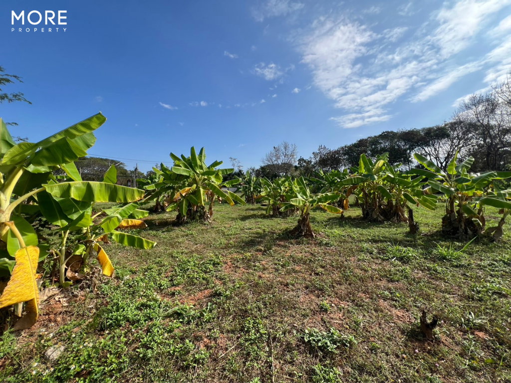 รูป ขาย ที่ดินพร้อมสิ่งปลูกสร้าง บ้านถวาย หางดง 9  ไร่ 3 งาน 62 ตารางวา (ID:275LS)  - รูปที่ 18/34