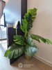 listing thumbnail image 13
