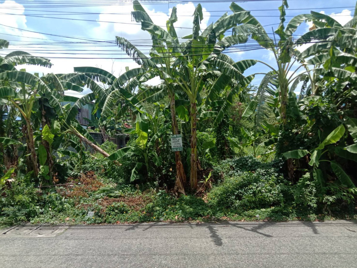 รูป ขายที่ดินเปล่า 70 ตารางวา คลอง2 (ซอยรังสิต-นครนายก33) ใกล้ตลาดพระรูปคลอง2  - รูปที่ 4/7