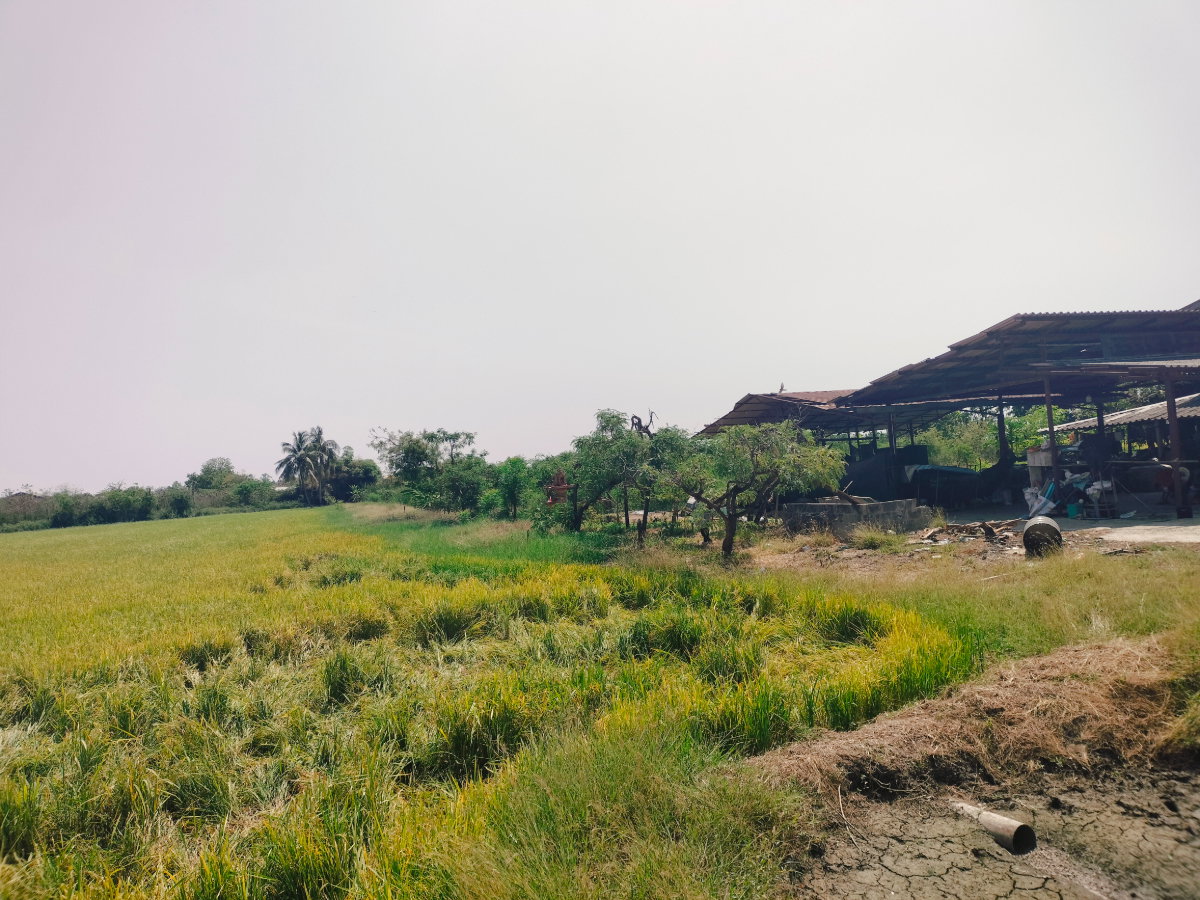 รูป ขายที่ดิน 2.1 ไร่ ใกล้ถนนบางเลน–ดอนตูม เพียง 100 ม. จ.นครปฐม - รูปที่ 5/6