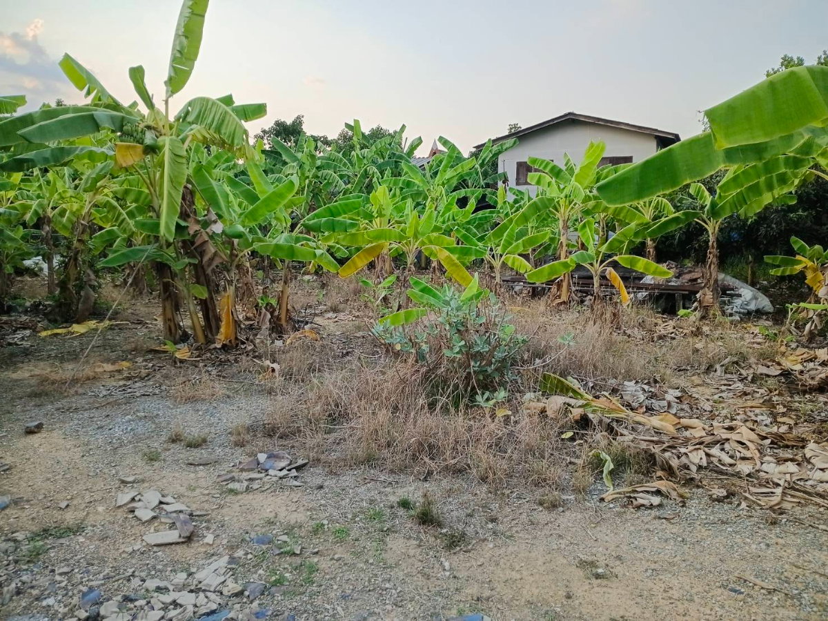 รูป ขายที่ดินถมแล้ว เพชรเกษม 88 เขต.บางแค กทม.  ขนาด 220 ตรว.  ตรว.ละ 28,000 กว้าง 24 เมตร ลึก 35 เมตร - รูปที่ 12/15