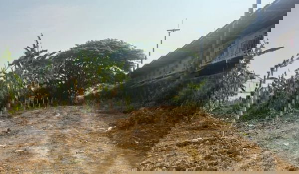 รูป ขายที่ดินเปล่าสามพราน ซ. 12 นครปฐม - รูปที่ 3/5