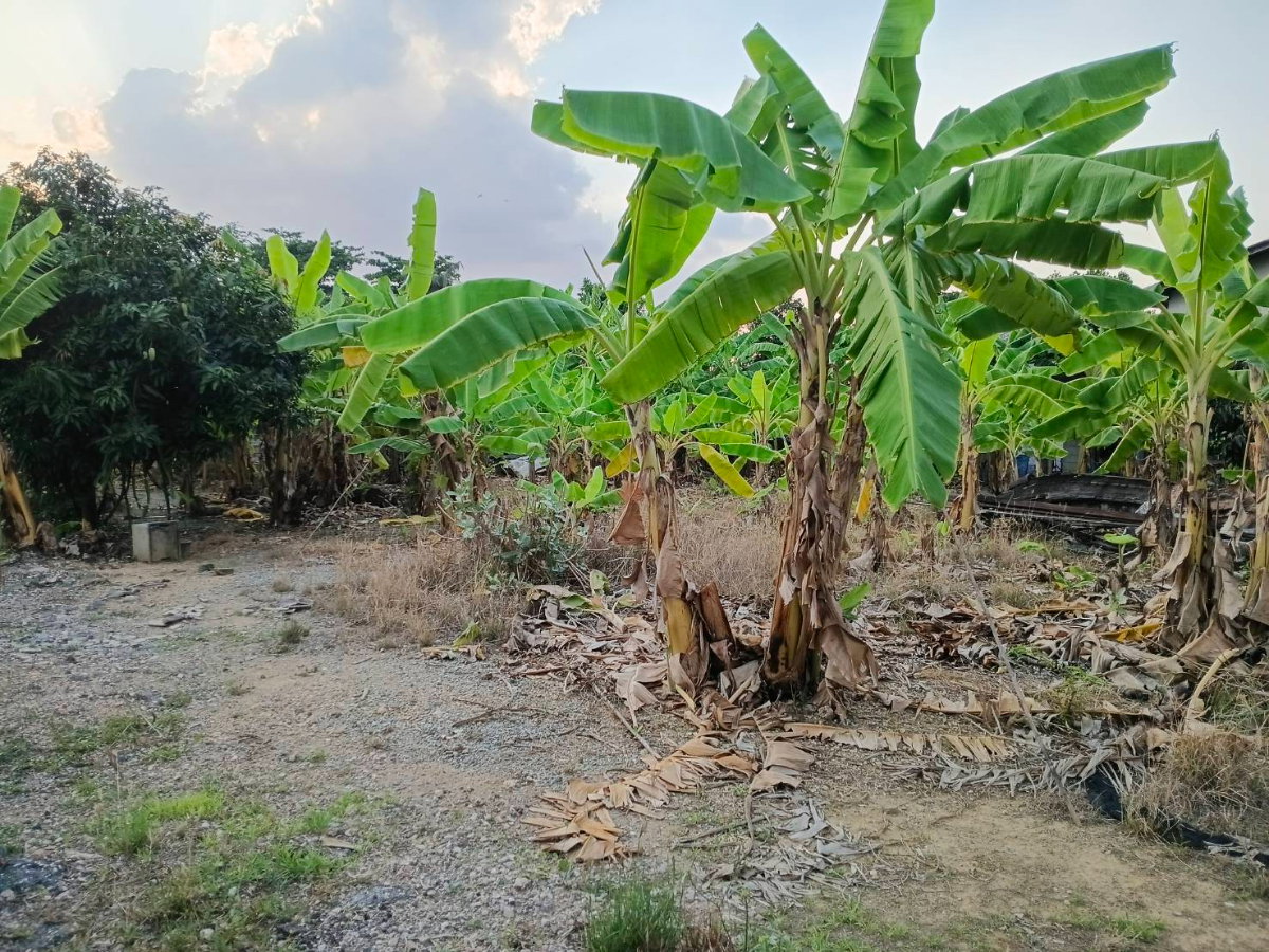 รูป ขายที่ดินถมแล้ว เพชรเกษม 88 เขต.บางแค กทม.  ขนาด 220 ตรว.  ตรว.ละ 28,000 กว้าง 24 เมตร ลึก 35 เมตร - รูปที่ 10/15