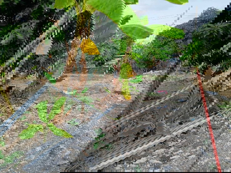 รูป ขายที่ดิน เพชรเกษม 88 เขตบางแค ใกล้เดอะมอลล์บางแค - รูปที่ 4/13