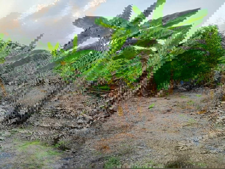 รูป ขายที่ดิน เพชรเกษม 88 เขตบางแค ใกล้เดอะมอลล์บางแค - รูปที่ 6/13