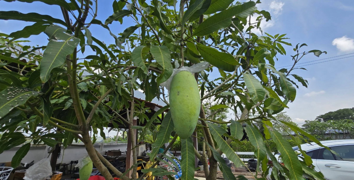 รูป วิลล่าริมน้ำสไตล์ไทยประยุกต์ – ใกล้ มศว. องครักษ์ รังสิต ใหญ่มากกว่า 600 กว่าตารางวา  - รูปที่ 15/59