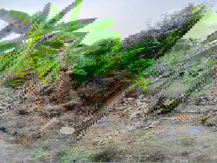 รูป ขายที่ดิน เพชรเกษม 88 เขตบางแค ใกล้เดอะมอลล์บางแค - รูปที่ 5/13