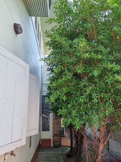 รูป ขายบ้าน2ชั้น ตะพานหิน พิจิตร 3นอน2น้ำ ฮวงจุ้ยดี ไม่ท่วม ร่มรื่น (มีที่ดินแยกขาย) - รูปที่ 8/10