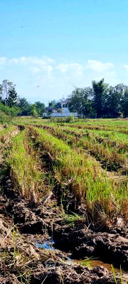 ที่ดิน เทศบาลตำบลสันกำแพง : ที่ดินสำหรับปล่อยขาย 553,600 ตารางเมตร แถว ใน บวกค้าง (ID 2610435)