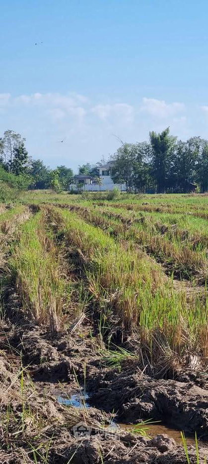 รูป ที่ดินสำหรับปล่อยขาย 553,600 ตารางเมตร แถว ใน บวกค้าง (ID 2610435) - รูปที่ 1/4