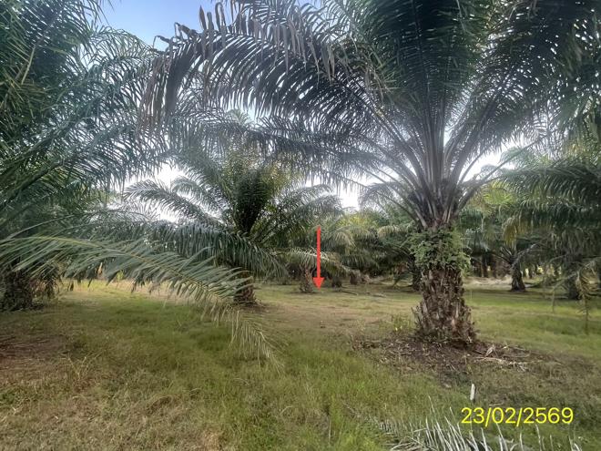 picture LAND 1887 Sq.w. Hat Samran Trang for 5.2M - 15/36