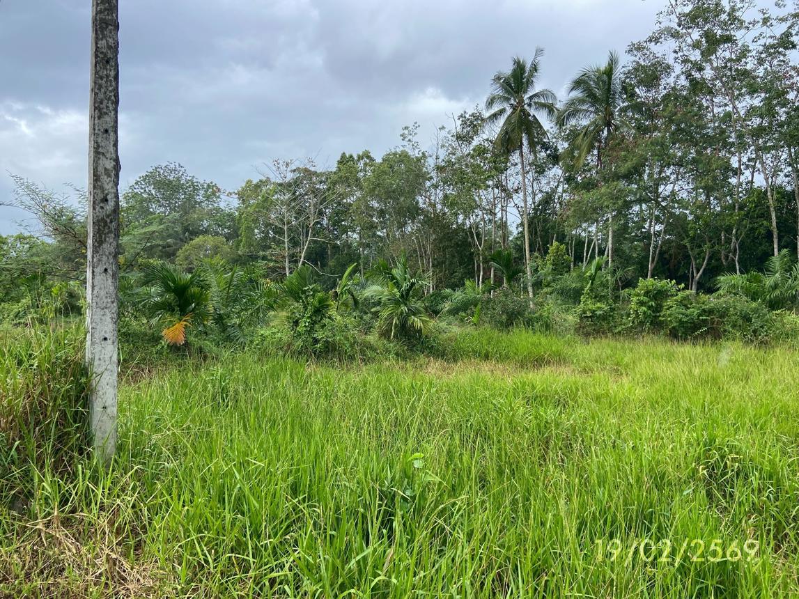picture LAND 76.7 Sq.w. Rattaphum Songkhla for 537,000 - 18/24