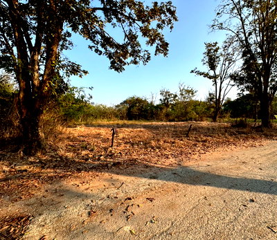 ที่ดิน เทศบาลตำบลสันกำแพง : ขายที่ดิน ห้วยทราย สันกำแพง ห่างจากเมือง20กม.