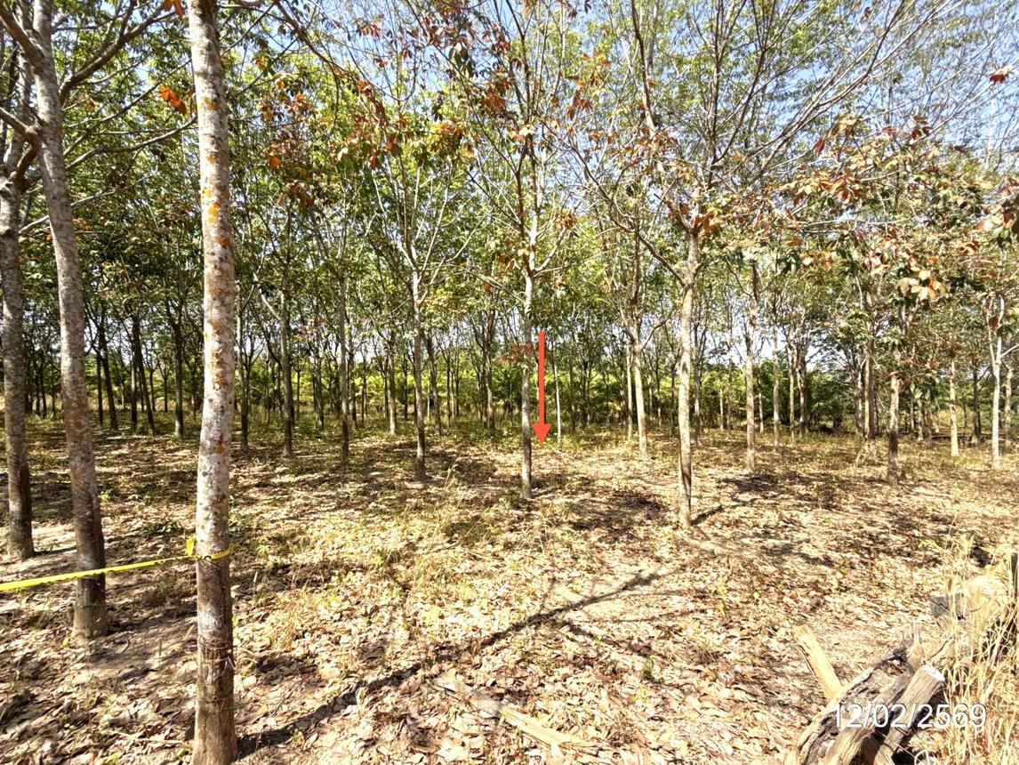 picture LAND 5920 Sq.w. Trakan Phutphon Ubon Ratchathani for 1.5M - 14/18