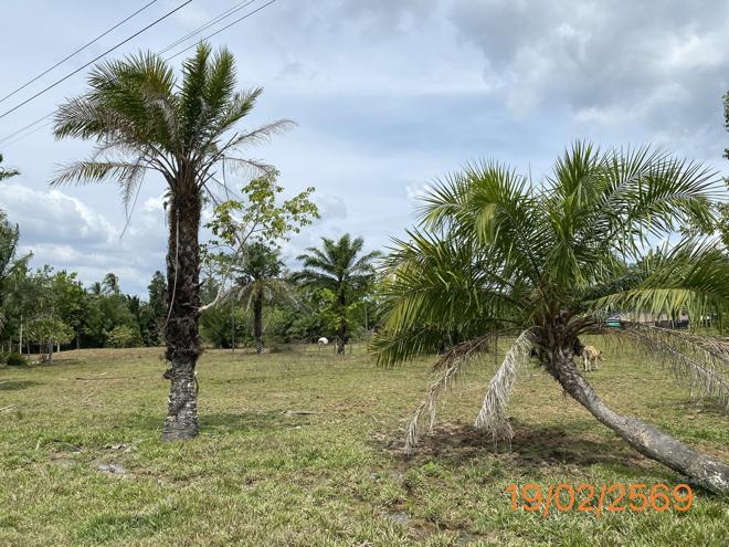 รูป ที่ดินว่างเปล่า 1047 ตร.วา เหนือคลอง กระบี่ 4.6M - รูปที่ 8/24