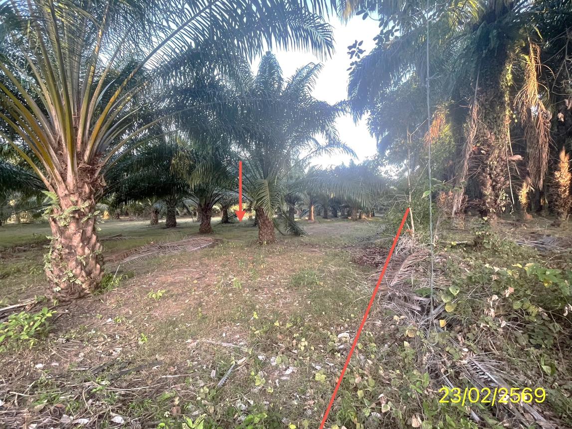 picture LAND 1887 Sq.w. Hat Samran Trang for 5.2M - 23/36