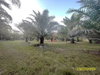 listing thumbnail image 12