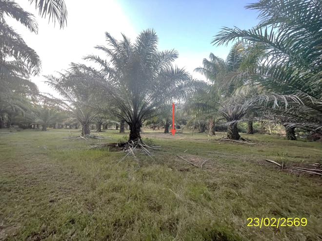 picture LAND 1887 Sq.w. Hat Samran Trang for 5.2M - 13/36
