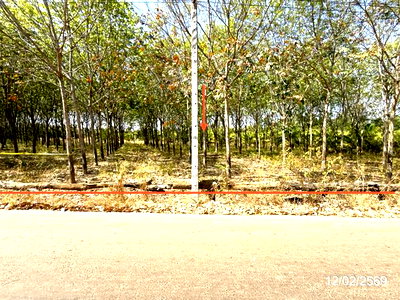 ที่ดินว่างเปล่า 5920 ตร.วา ตระการพืชผล อุบลราชธานี 1.5M