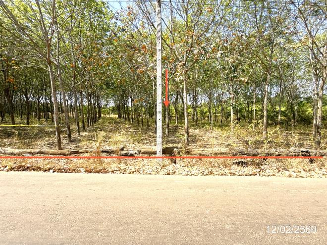 picture LAND 5920 Sq.w. Trakan Phutphon Ubon Ratchathani for 1.5M - 1/18