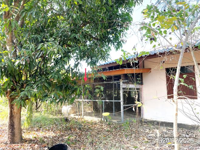 รูป บ้านเดี่ยว 1000 ตร.วา ศรีนคร สุโขทัย 1.8M - รูปที่ 10/28