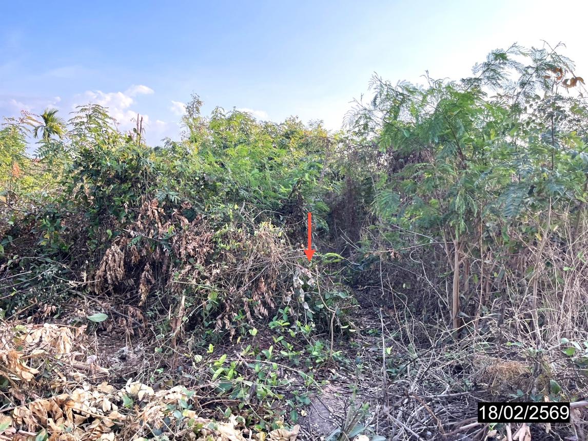 รูป ที่ดินว่างเปล่า สำหรับขาย - หนองกุงศรี หนองกุงศรี กาฬสินธุ์ - รูปที่ 12/18