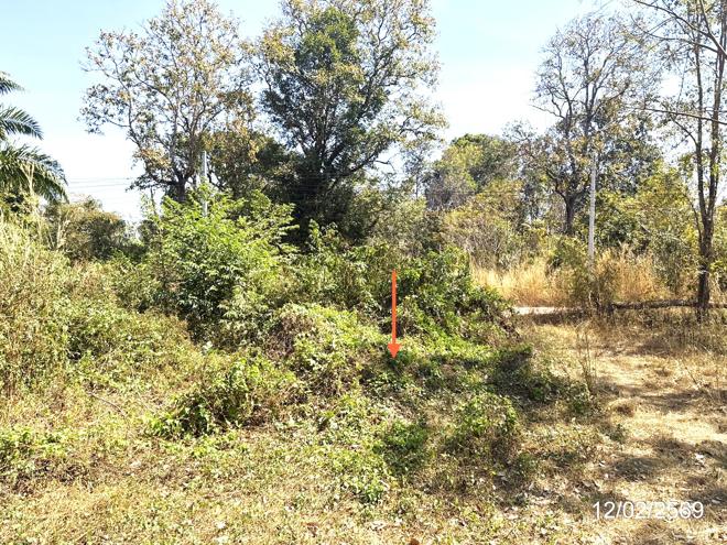 picture LAND 5920 Sq.w. Trakan Phutphon Ubon Ratchathani for 1.5M - 6/18