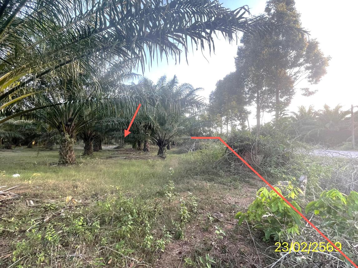 picture LAND 1887 Sq.w. Hat Samran Trang for 5.2M - 20/36