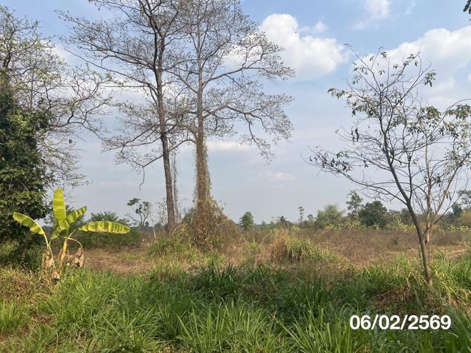 picture LAND 11763 Sq.w. Nam Yun Ubon Ratchathani for 5.9M - 6/22