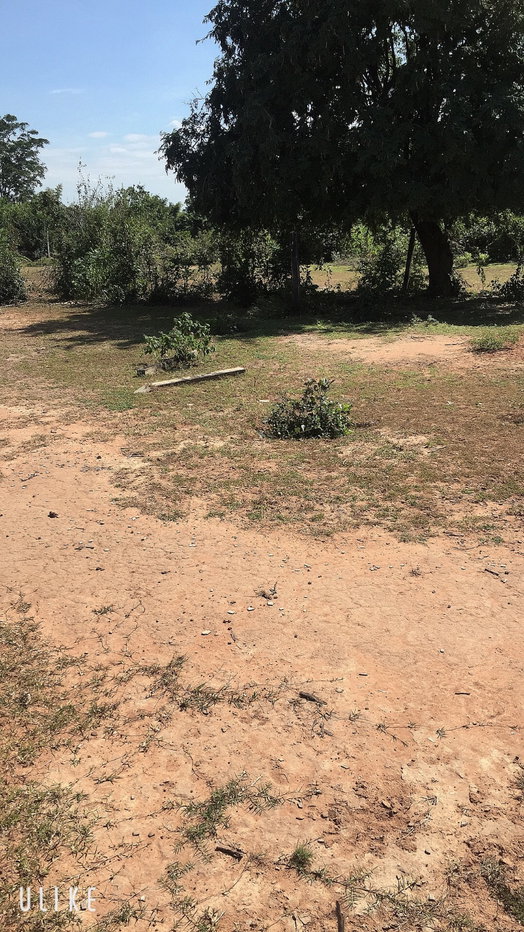 รูป ขายด่วน! ที่ดินเปล่า 1 งาน บ.กุดน้อย อ.สีคิ้ว จ.นครราชสีมา - รูปที่ 5/7