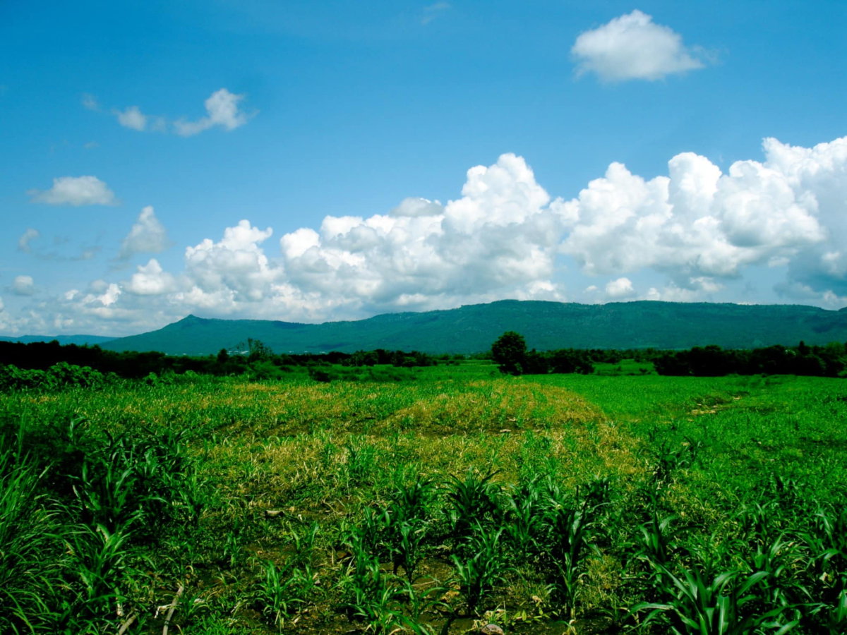 รูป ขายที่ดินเขาใหญ่ เนื้อที่ 15-3-77ไร่ ติดถนน 2 ด้าน ติดโครงการ Mövenpick Resort Khao Yai - รูปที่ 7/8