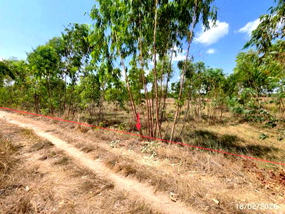 Land for sale Suwannaphum Roi Et : LAND for sale  Thung Si Muang Suwannaphum Roi Et