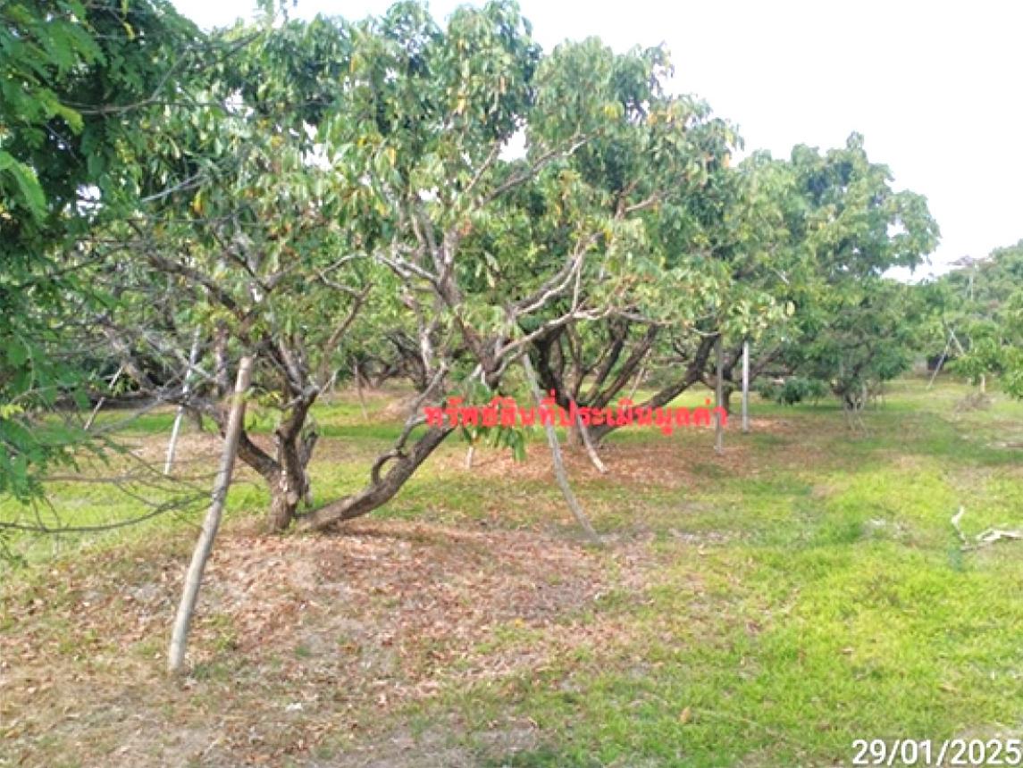 รูป ที่ดินว่างเปล่า สำหรับขาย - ทุ่งสะโตก สันป่าตอง เชียงใหม่ - รูปที่ 8/12