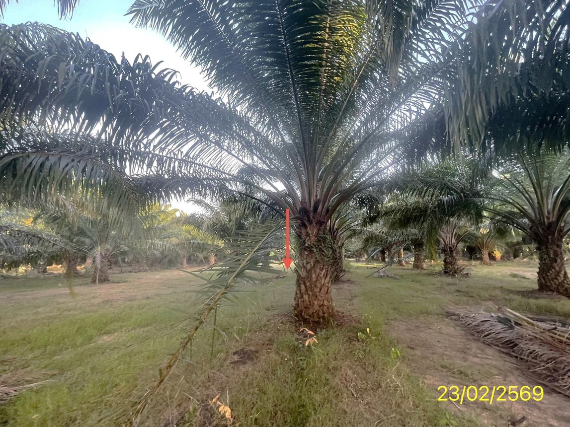 picture LAND 1887 Sq.w. Hat Samran Trang for 5.2M - 30/36